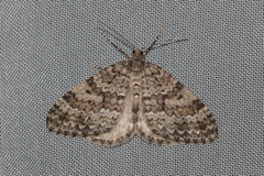 Entephria caesiata