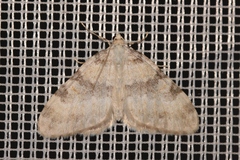 Entephria flavata