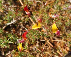 Aspalathus retroflexa bicolor