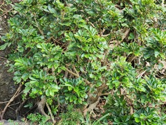 Aglaia rimosa