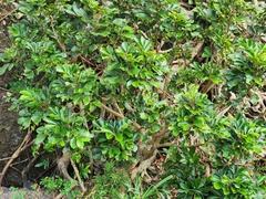 Aglaia rimosa