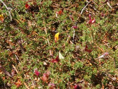 Aspalathus retroflexa bicolor