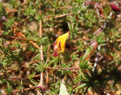 Aspalathus retroflexa bicolor