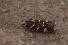 Eulamprotes wilkella