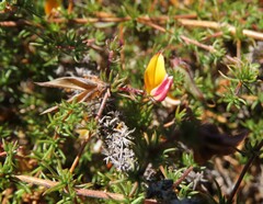 Aspalathus retroflexa bicolor