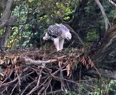 Stephanoaetus coronatus