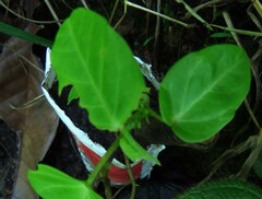 Passiflora ligularis