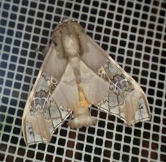 Parathyris cedonulli