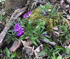 Cardamine glanduligera