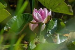 Nymphaea × marliacea