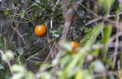 Melodinus cochinchinensis
