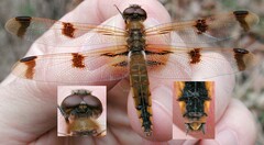 Libellula semifasciata