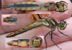 Libellula semifasciata