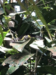 Troides helena cerberus