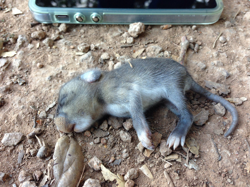Cricetidae