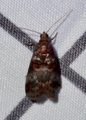Acrobasis angusella