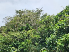Aglaia rimosa