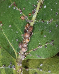 Ceroplastes floridensis
