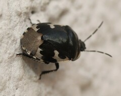 Tritomegas bicolor