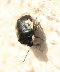 Tritomegas bicolor