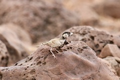 Eremopterix signatus