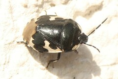 Tritomegas bicolor