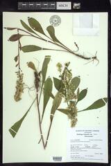 Solidago hispida huronensis