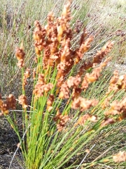 Elegia filacea