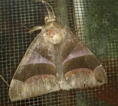 Dysgonia purpurata