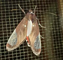 Bertholdia