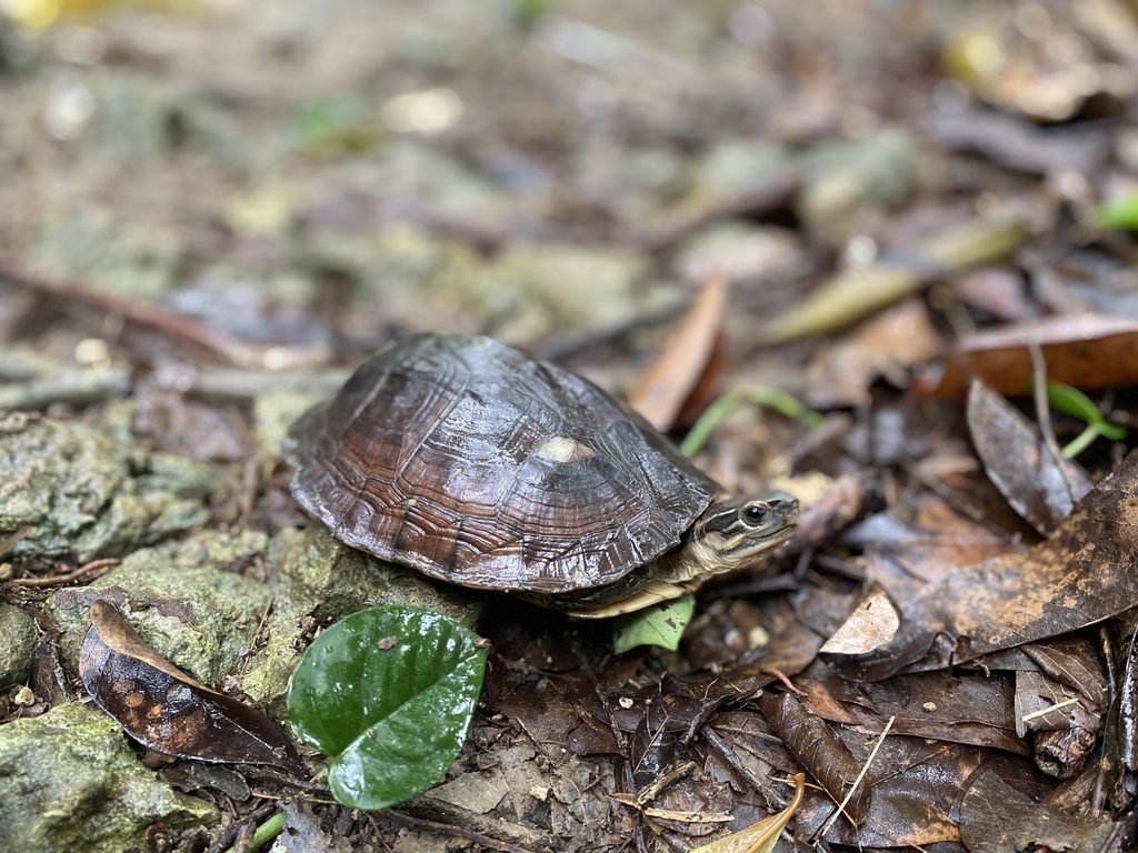 South Asian Box Turtle in December 2022 by franzalejano. This turtle is ...