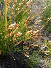 Elegia filacea