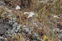 Antennaria corymbosa