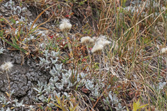 Antennaria corymbosa