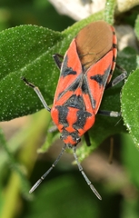 Spilostethus furcula