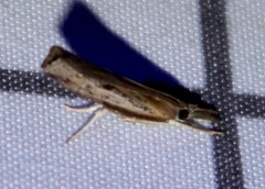 Fissicrambus mutabilis