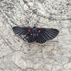 Melanis cephise