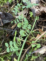Vicia sylvatica
