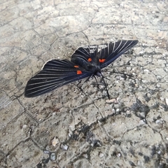 Melanis cephise