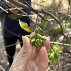 Mucuna gigantea