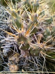Maihueniopsis ovata