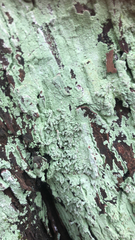 Lepraria finkii
