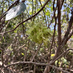 Mucuna gigantea