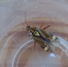 Rhabdomiris striatellus