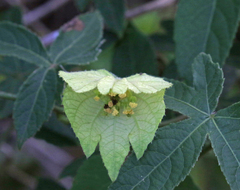 Dalechampia capensis