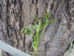 Prociphilus fraxinifolii