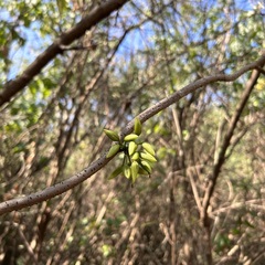 Mucuna gigantea