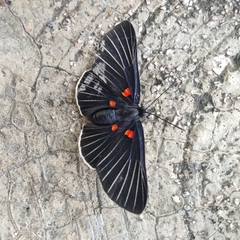 Melanis cephise