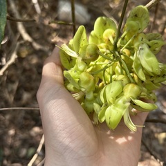 Mucuna gigantea