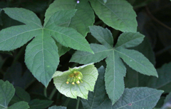 Dalechampia capensis